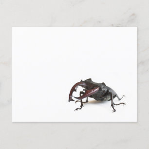Stag beetle postcard
