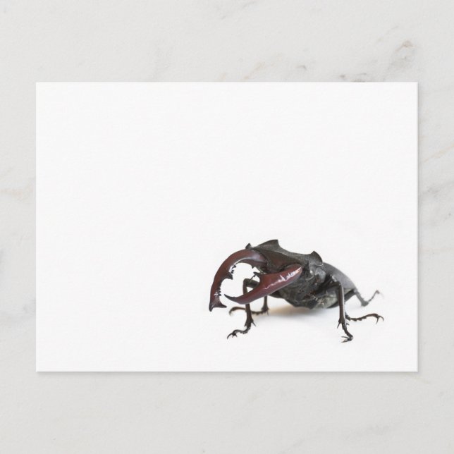 Stag beetle postcard (Front)