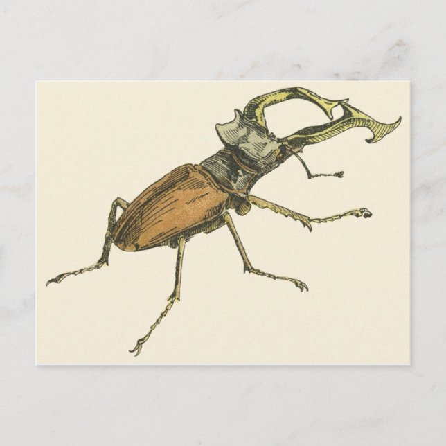 Stag Beetle Postcard (Front)