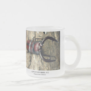 Stag Beetle,Prosopocoilus inclinatus Frosted Glass Coffee Mug