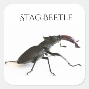 Stag beetle square sticker