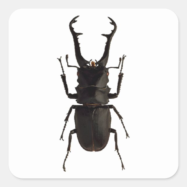 Stag Beetle Square Sticker (Front)