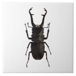 Stag Beetle Tile