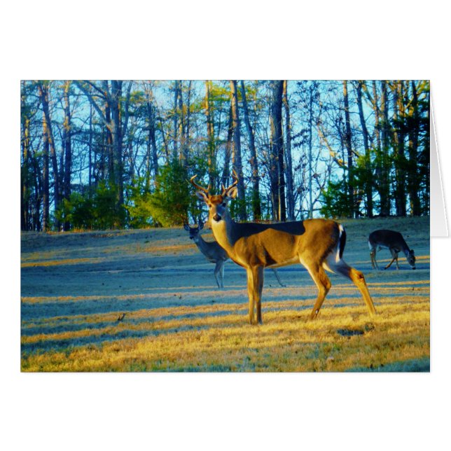 Stag / Buck  Deer, Bright blue Sky (Front Horizontal)