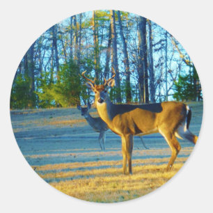 Stag / Buck  Deer, Bright blue Sky Classic Round Sticker