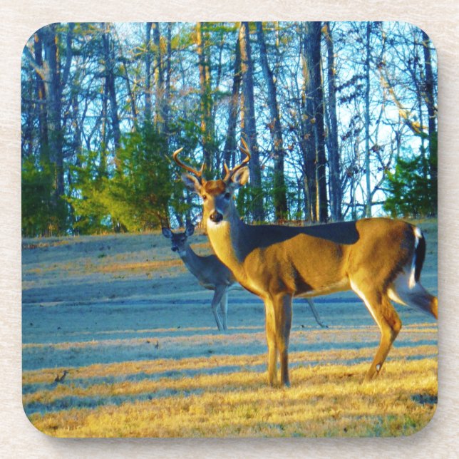 Stag / Buck  Deer, Bright blue Sky Coaster (Front)