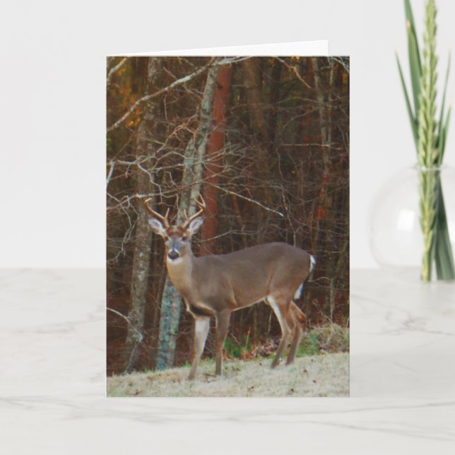 Stag / Buck  Deer Oak Camouflage Holiday Card (Front)