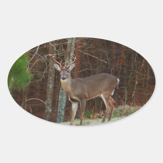 Stag / Buck  Deer Oak Camouflage Oval Sticker (Front)