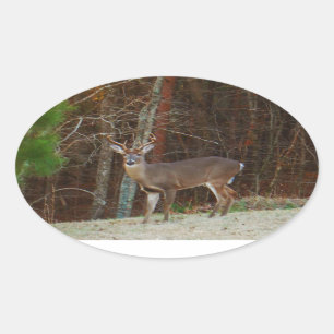 Stag / Buck  Deer Oak Camouflage Oval Sticker