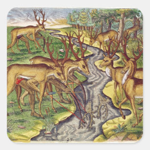 Stag Hunt, from 'Brevis Narratio' Square Sticker