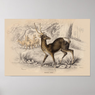 STAG (NEPAUL) PRINT