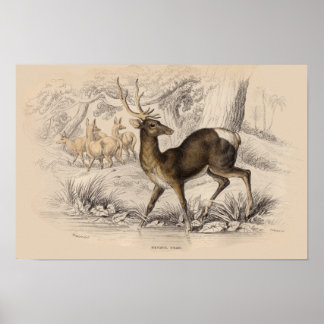 STAG (NEPAUL) PRINT