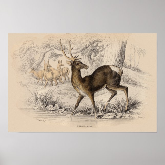 STAG (NEPAUL) PRINT (Front)