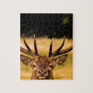 stag of richmond park jigsaw puzzle