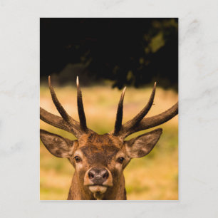 stag of richmond park postcard
