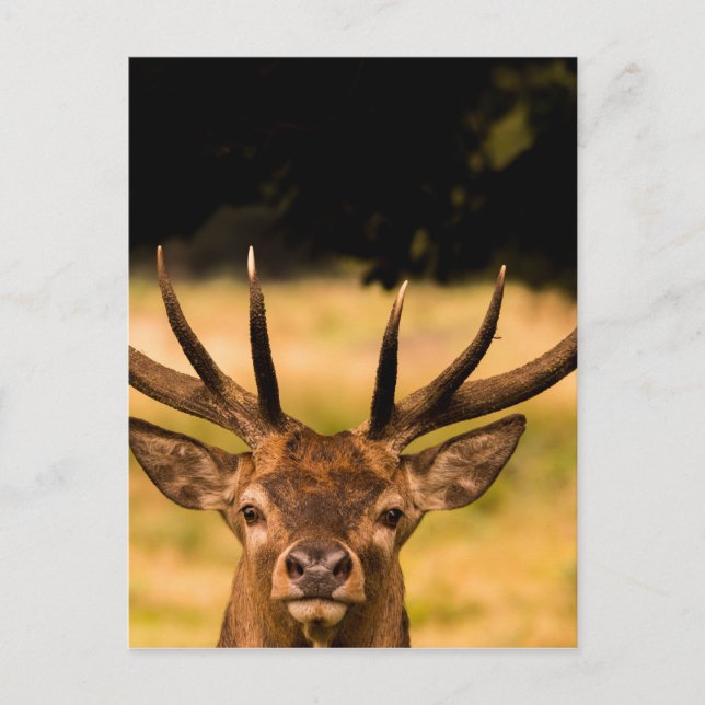 stag of richmond park postcard (Front)
