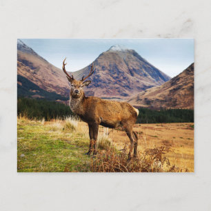 Stag Postcard
