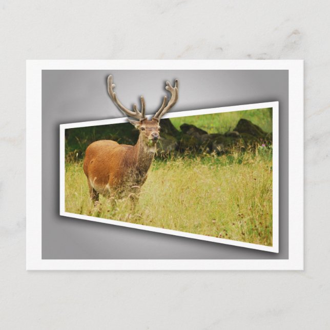 Stag Postcard (Front)