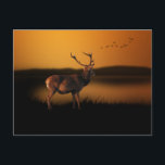 Stag Sunrise Misty Morning Deer Postcard<br><div class="desc">Stag Sunrise is an photograph of of a deer stag in the orange morning haze.</div>
