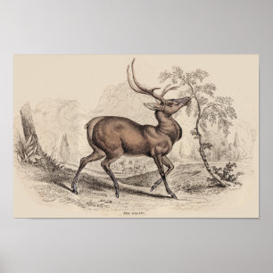 STAG (WAPITI) PRINT