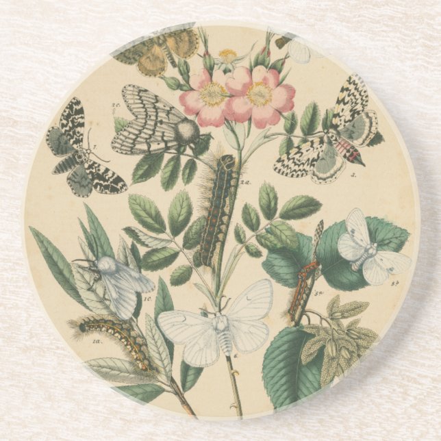 Stages of Butterfly Life by Vision Studio Coaster (Front)