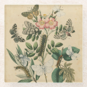 Stages of Butterfly Life by Vision Studio Glass Coaster