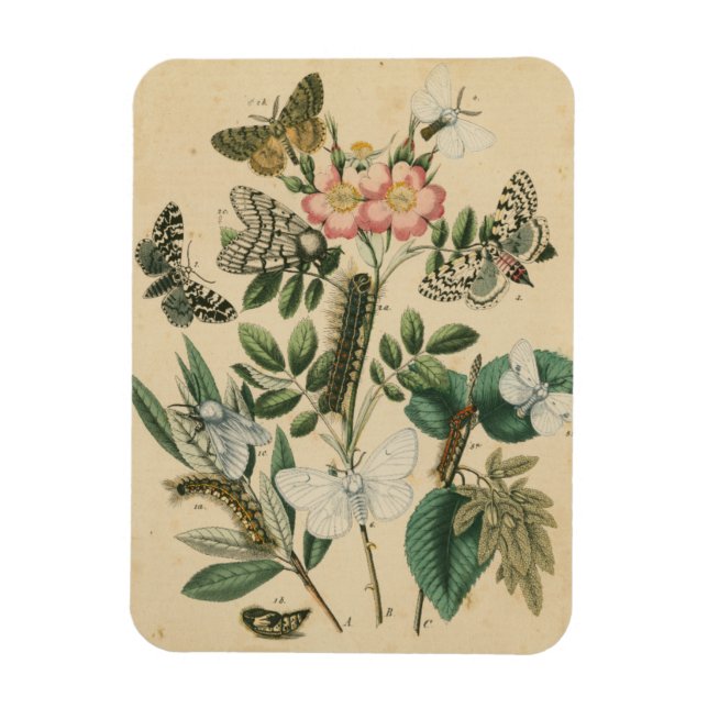 Stages of Butterfly Life by Vision Studio Magnet (Vertical)