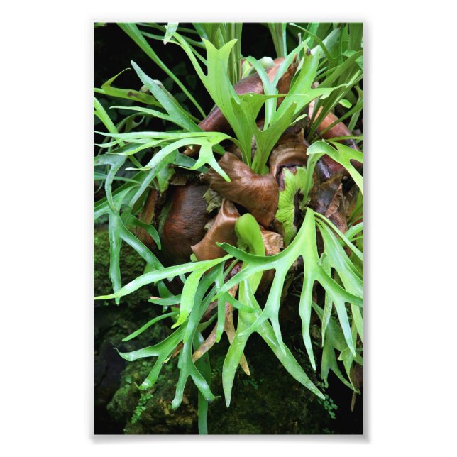 Staghorn Fern Photo Print (Front)