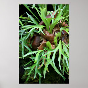 Staghorn Fern Poster