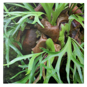Staghorn Fern Tile