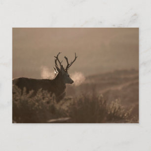 Stags Post Card