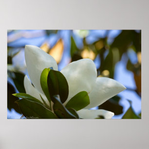 Stained Glass Sky Southern Magnolia Poster Print