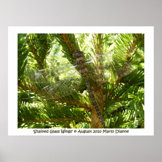 'Stained Glass Wings' Poster (Front)