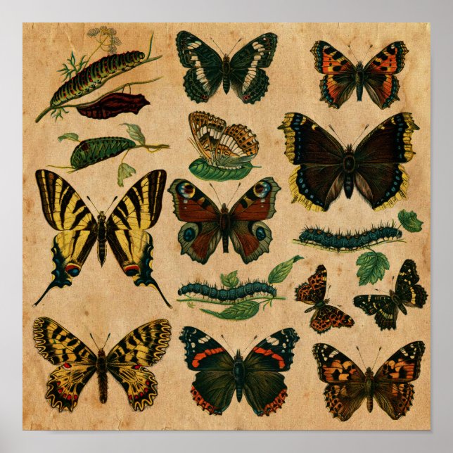 Stained Paper Effect Vintage Butterfly Collection Poster (Front)