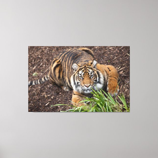 Stalking Bengal Tiger Closeup Pose Canvas Art (Front)