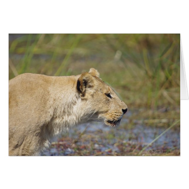 Stalking Lioness card (Front Horizontal)