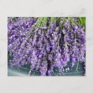 Stalks of Lavender Postcard