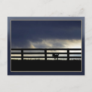 Stallion Farm Postcard