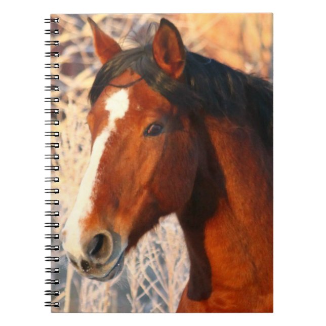Stallion Horse Notebook (Front)
