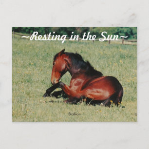 Stallion resting Postcard