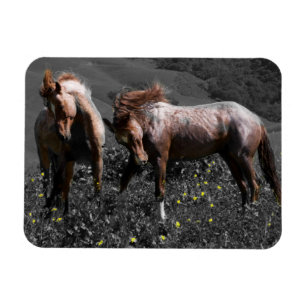 Stallion Spar Magnet