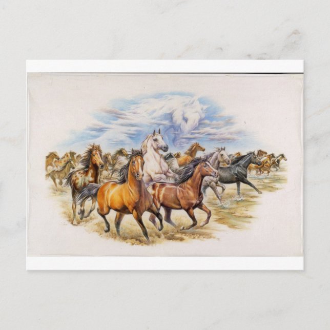 Stallion Stampede Postcard (Front)