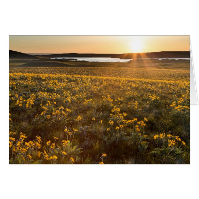 Stand Of Arrowleaf Balsamroot Wildflowers (Front Horizontal)