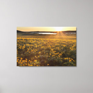 Stand Of Arrowleaf Balsamroot Wildflowers Canvas Print