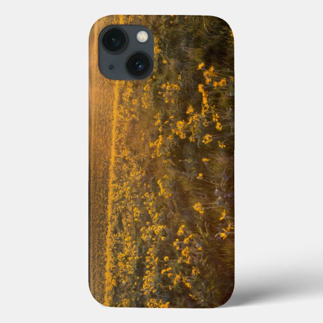 Stand Of Arrowleaf Balsamroot Wildflowers Case-Mate iPhone Case (Back)