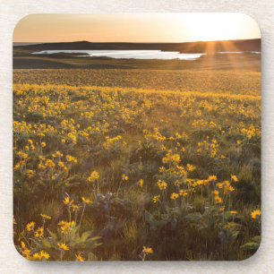 Stand Of Arrowleaf Balsamroot Wildflowers Coaster