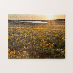 Stand Of Arrowleaf Balsamroot Wildflowers Jigsaw Puzzle