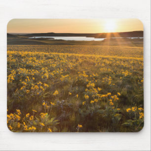 Stand Of Arrowleaf Balsamroot Wildflowers Mouse Mat