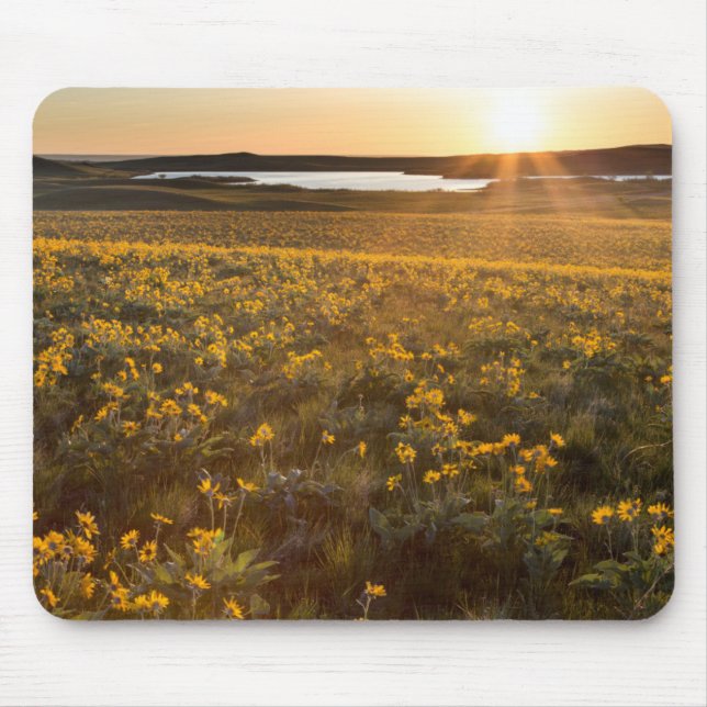 Stand Of Arrowleaf Balsamroot Wildflowers Mouse Mat (Front)