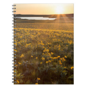 Stand Of Arrowleaf Balsamroot Wildflowers Notebook